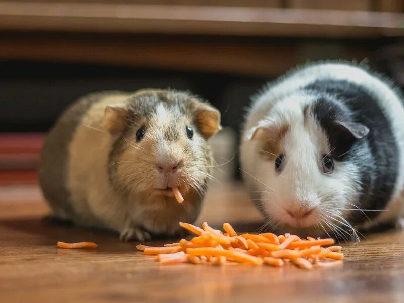 Atendimento veterinário humanizado na Caomiando Petshop em Goiânia